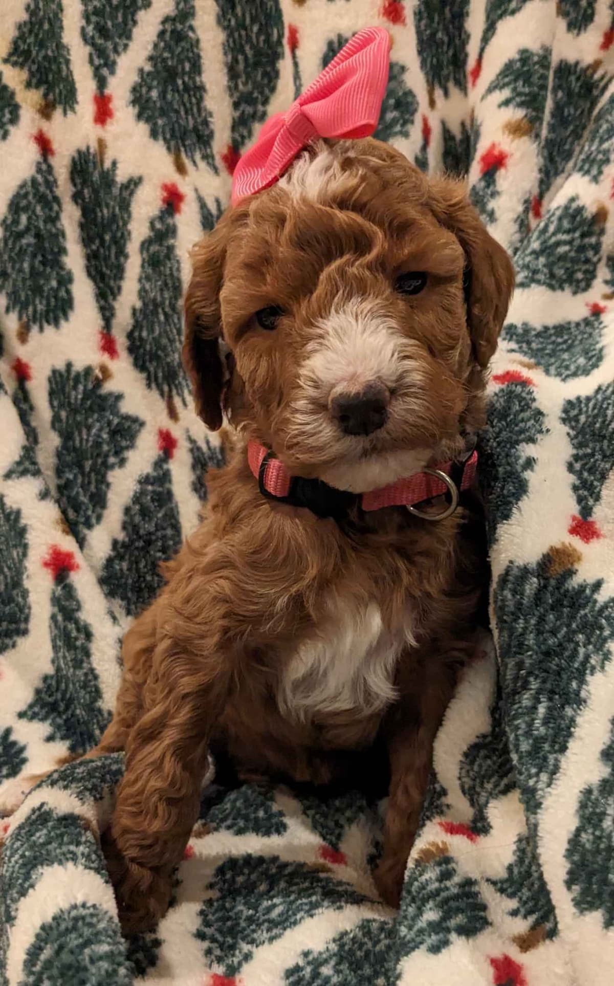 Poodle Puppies breeder image 4