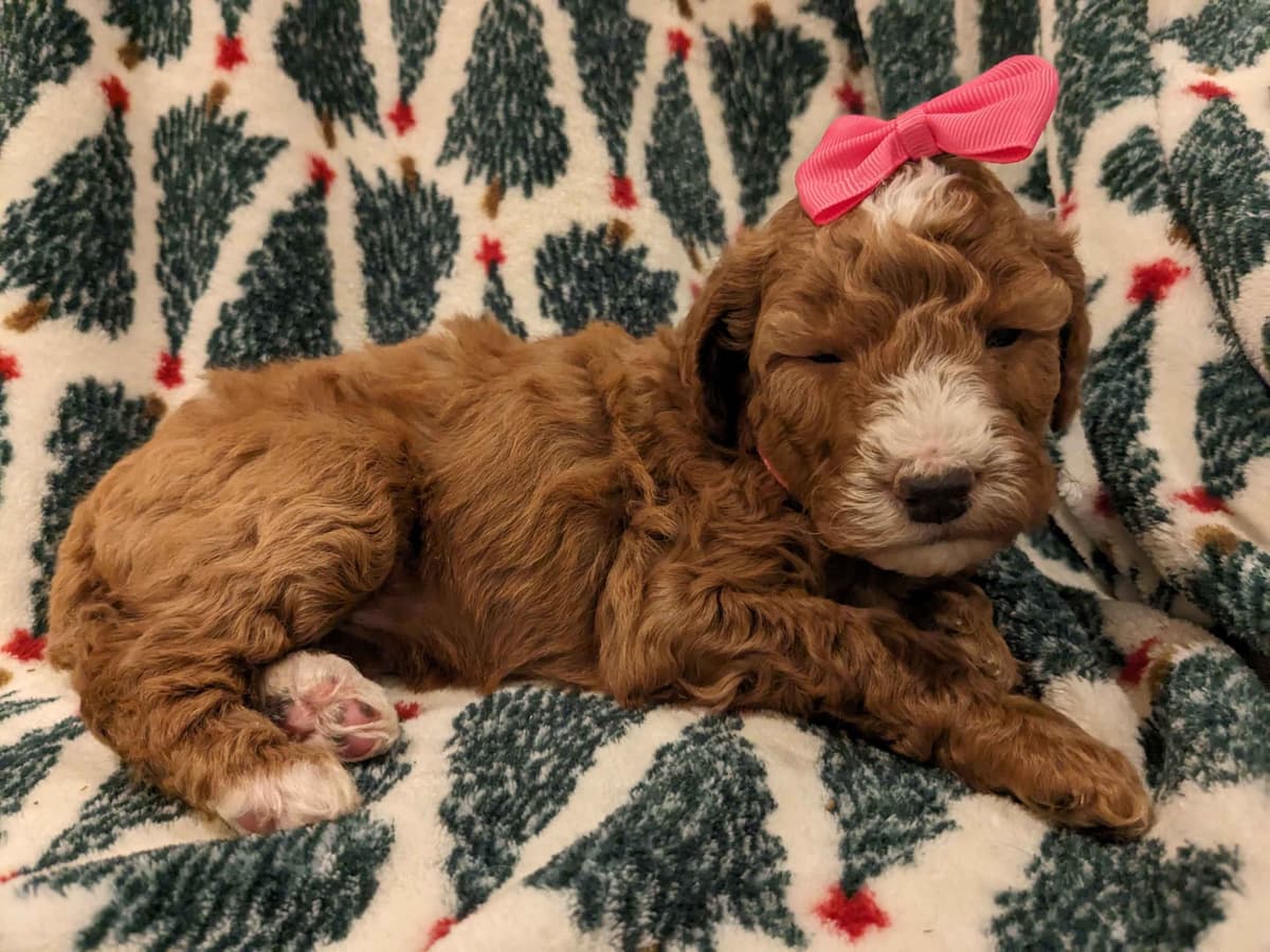 Poodle Puppies breeder image 5