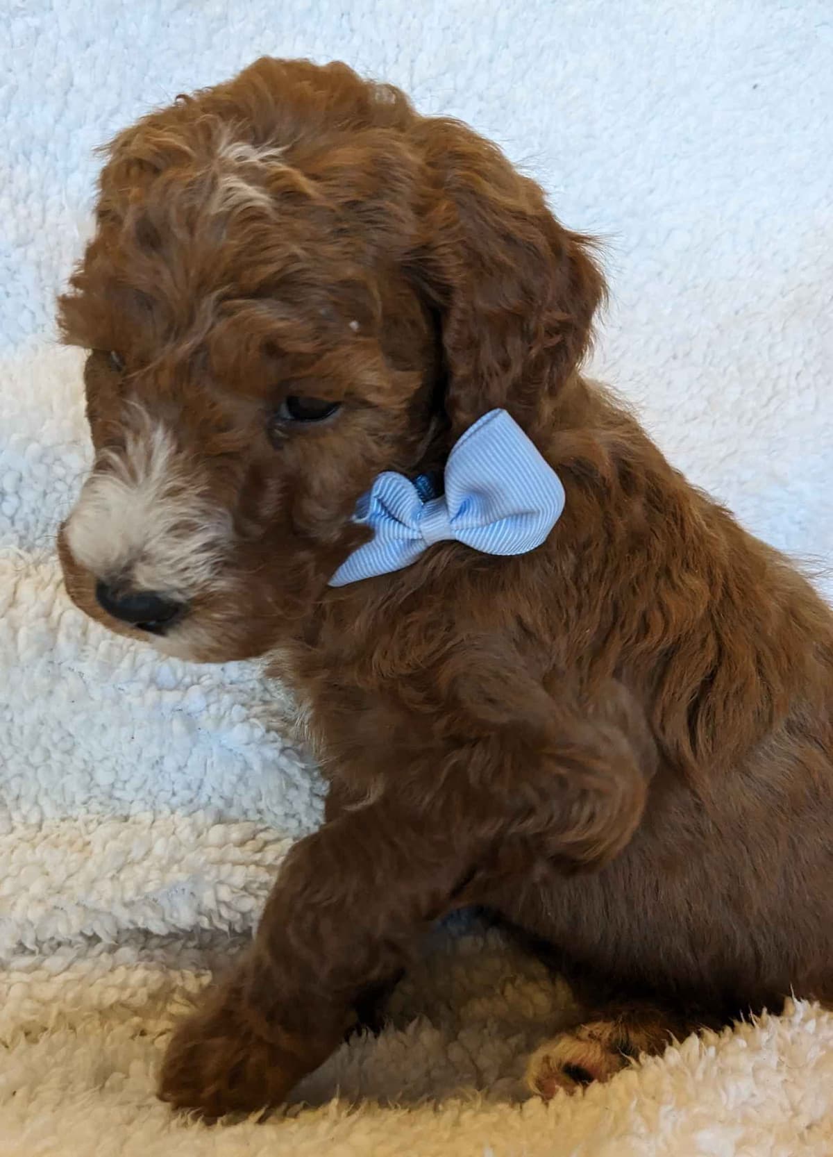 Poodle Puppies breeder image 6