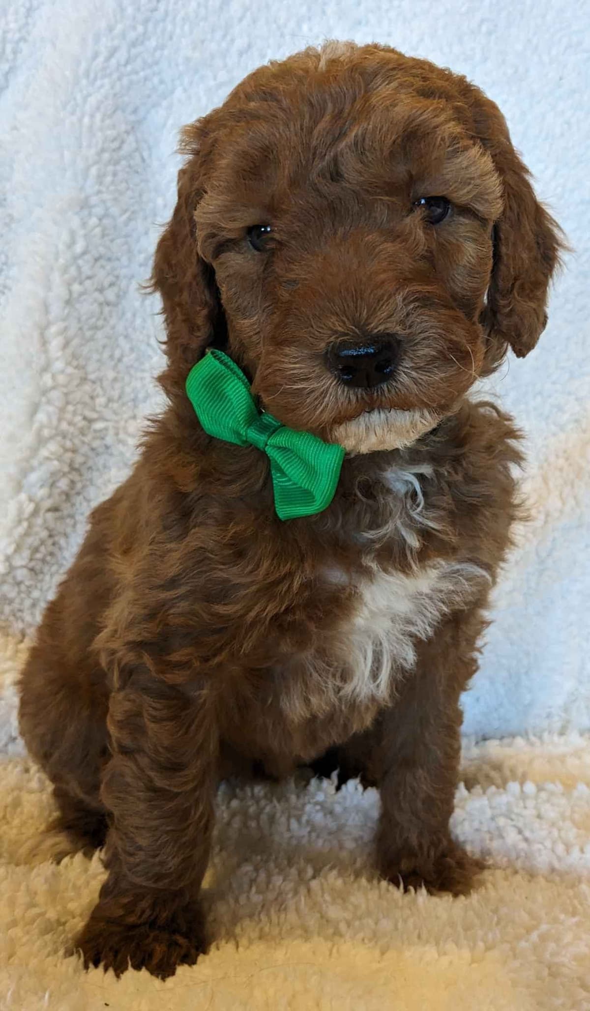 Poodle Puppies breeder image 7