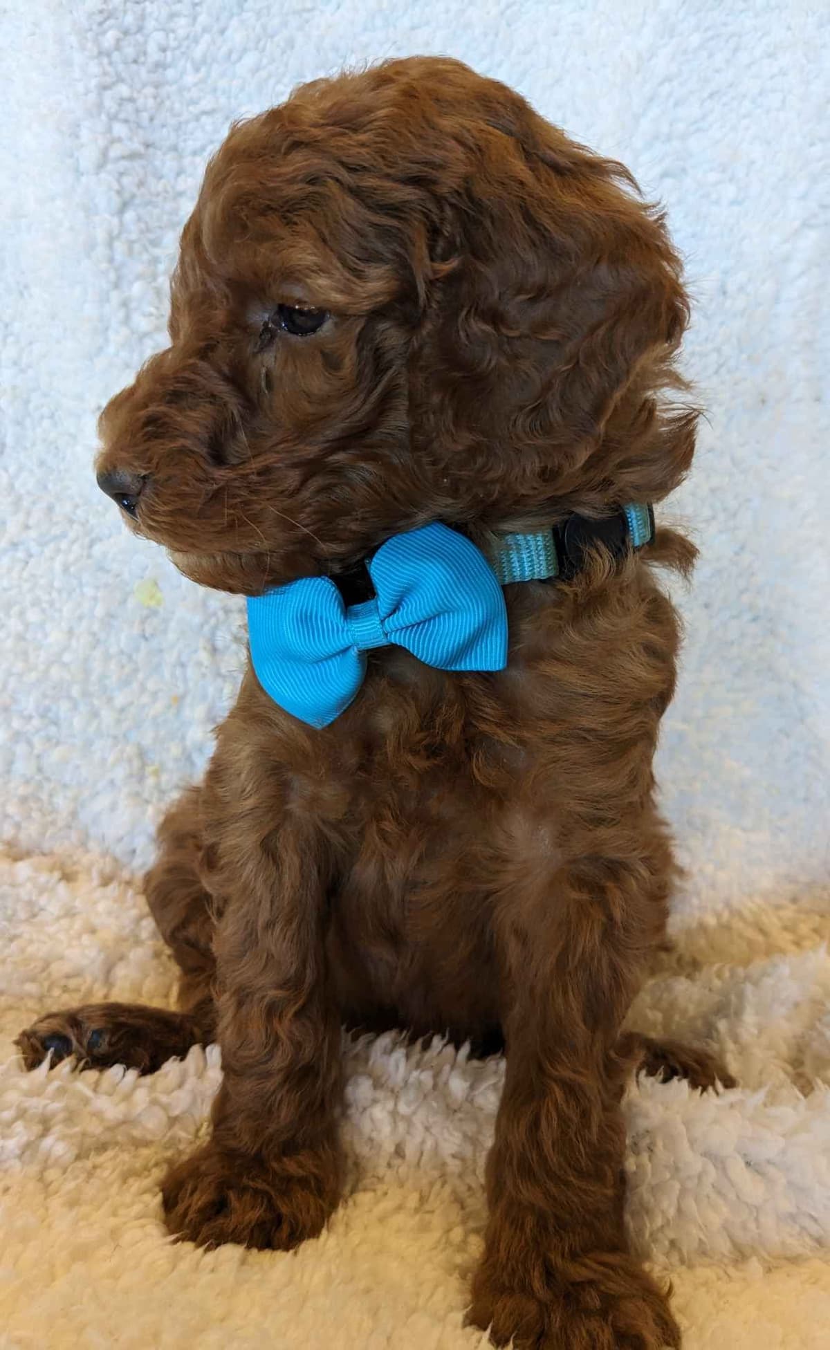 Poodle Puppies breeder image 9