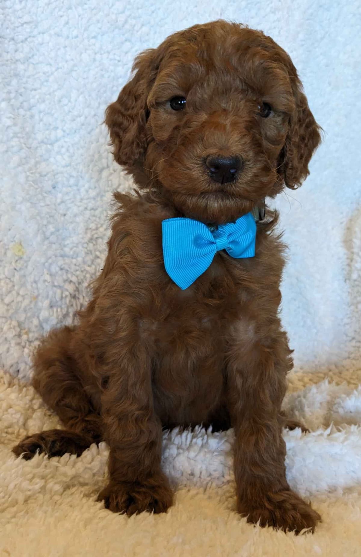 Poodle Puppies breeder image 8