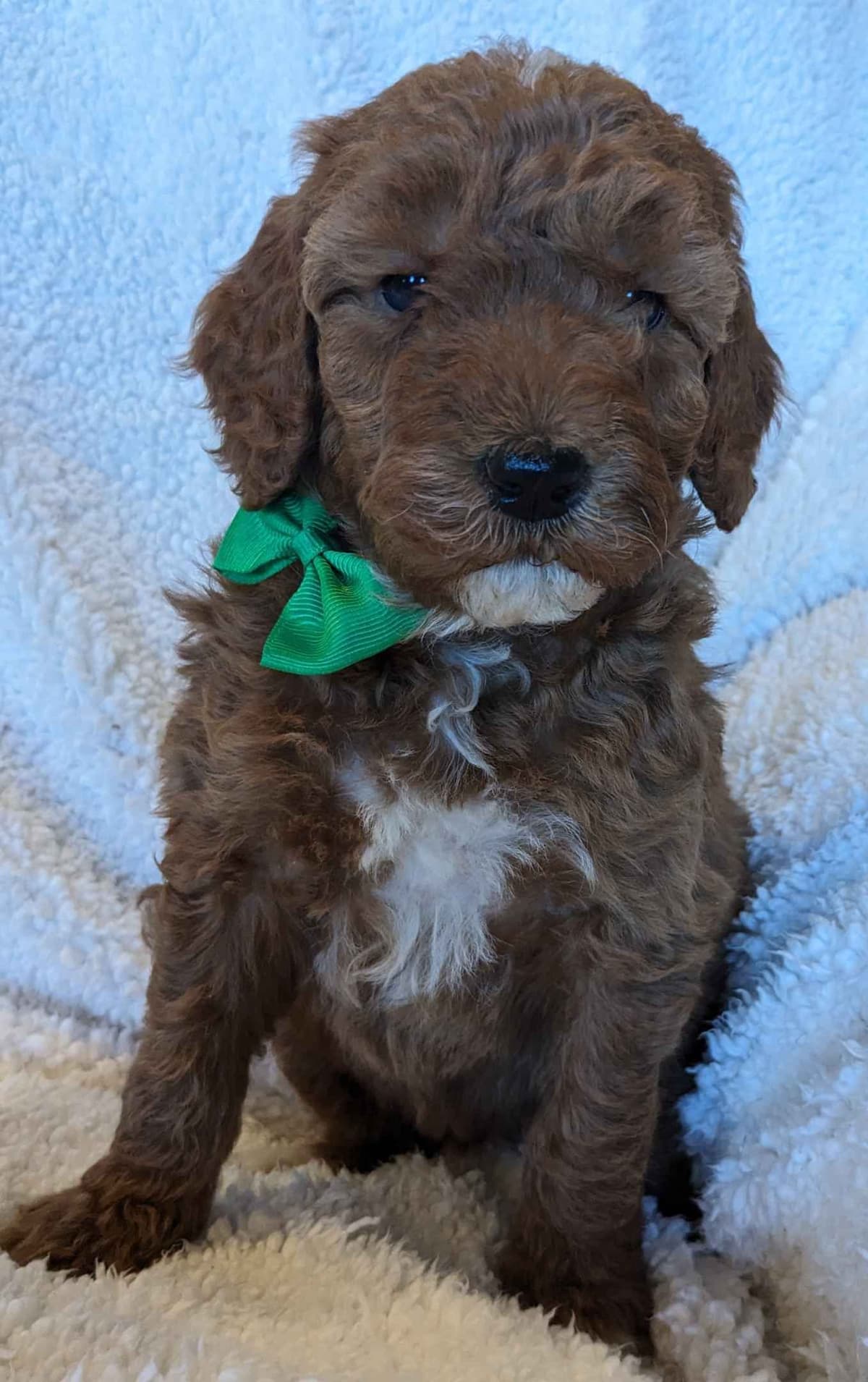 Poodle Puppies breeder image 12