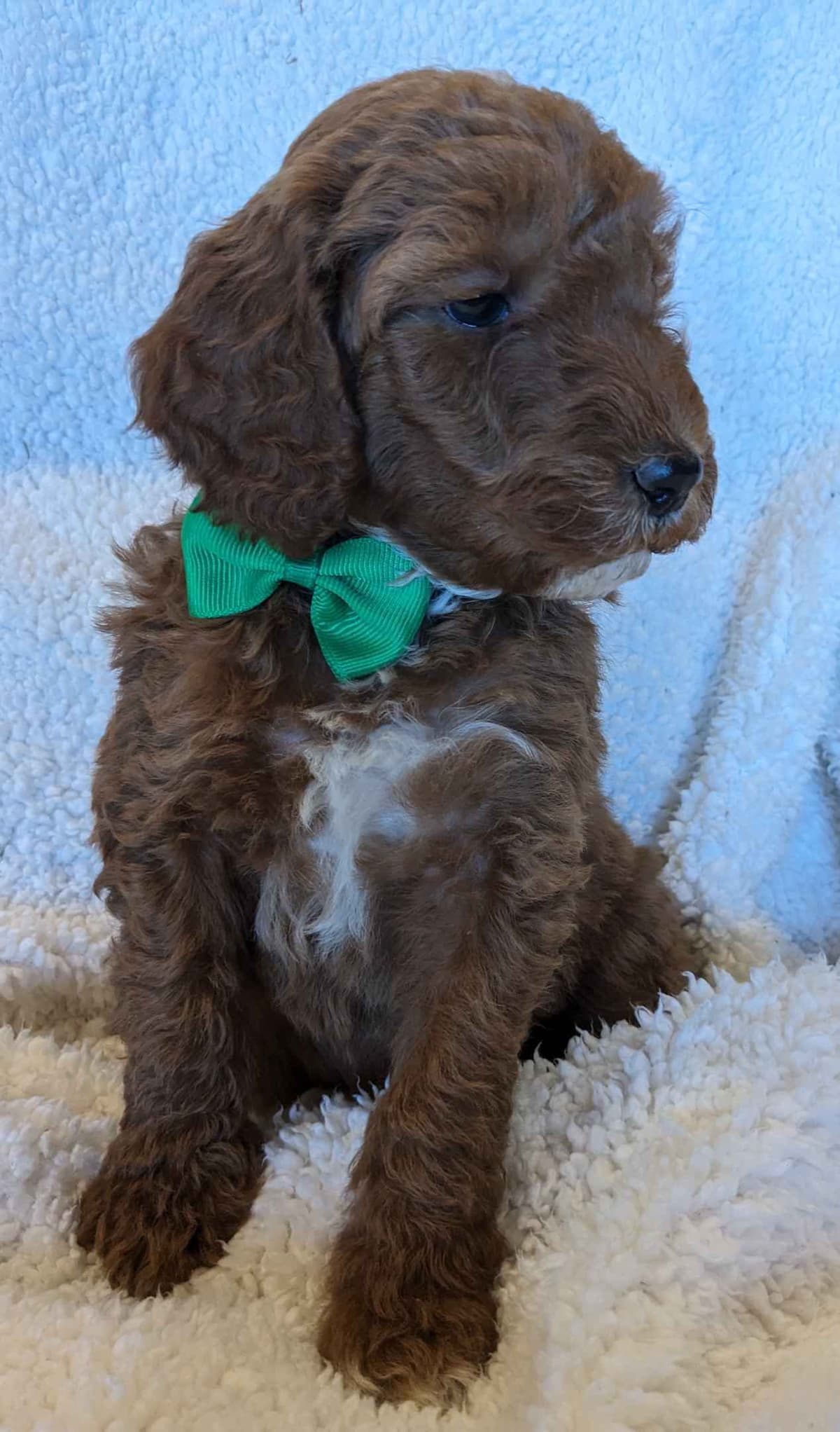 Poodle Puppies breeder image 10