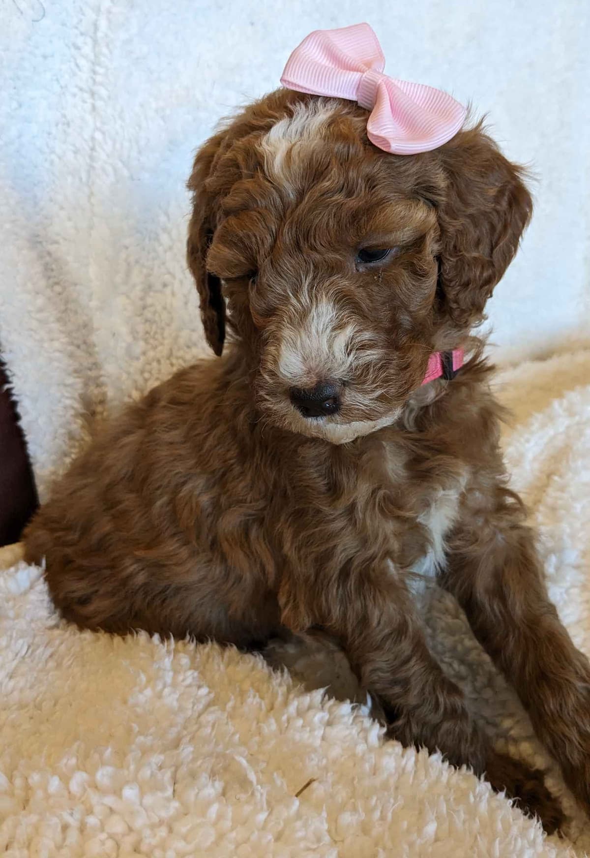 Poodle Puppies breeder image 11