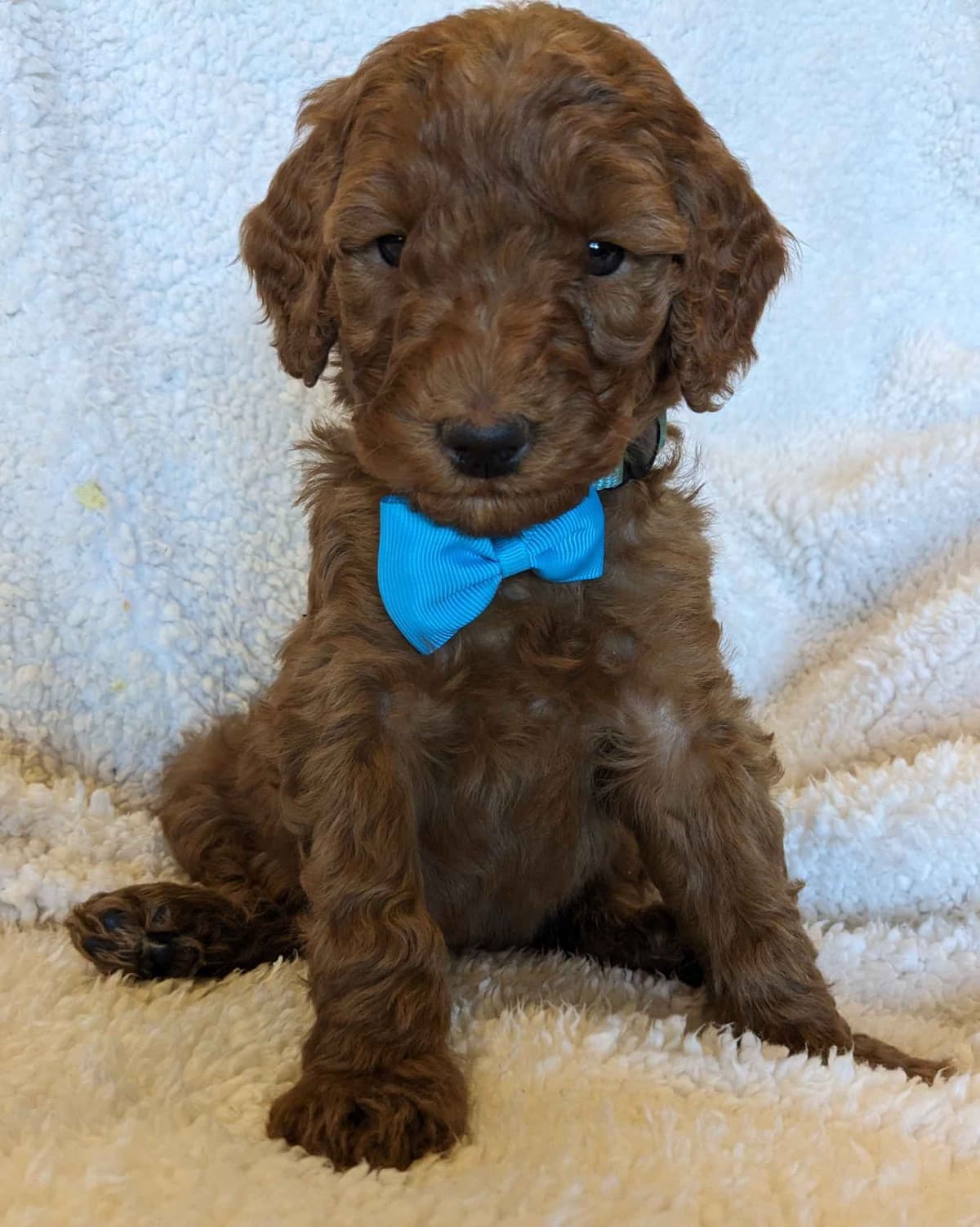 Poodle Puppies breeder image 13