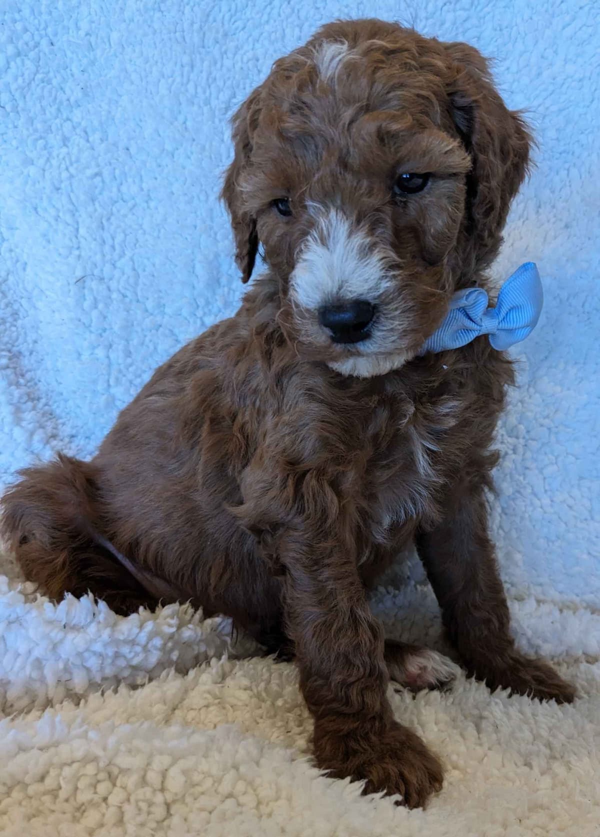 Poodle Puppies breeder image 15