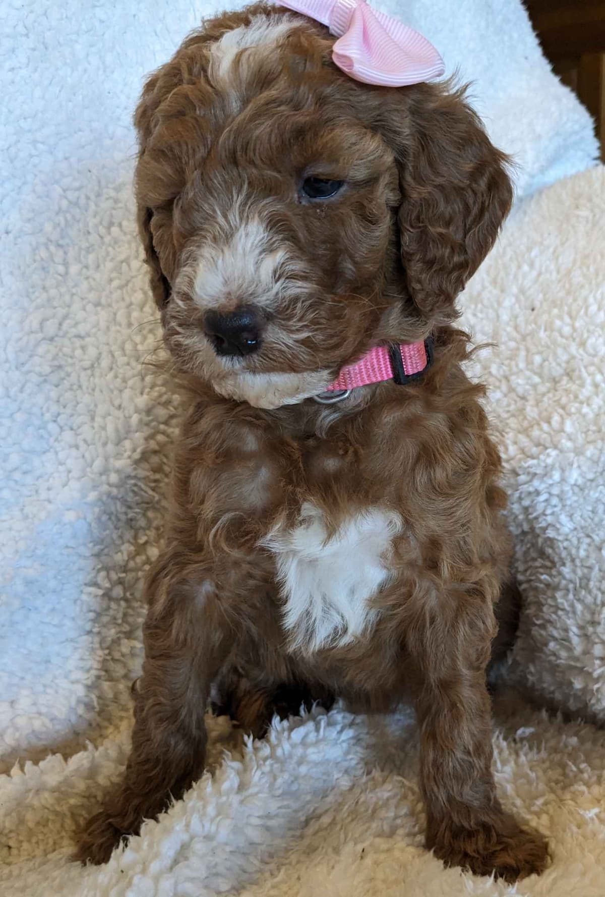 Poodle Puppies breeder image 14