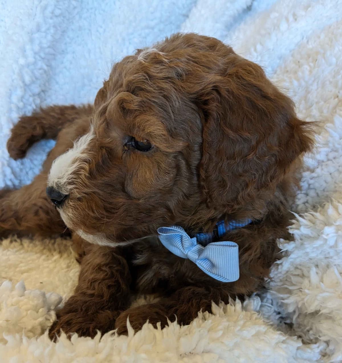 Poodle Puppies breeder image 16