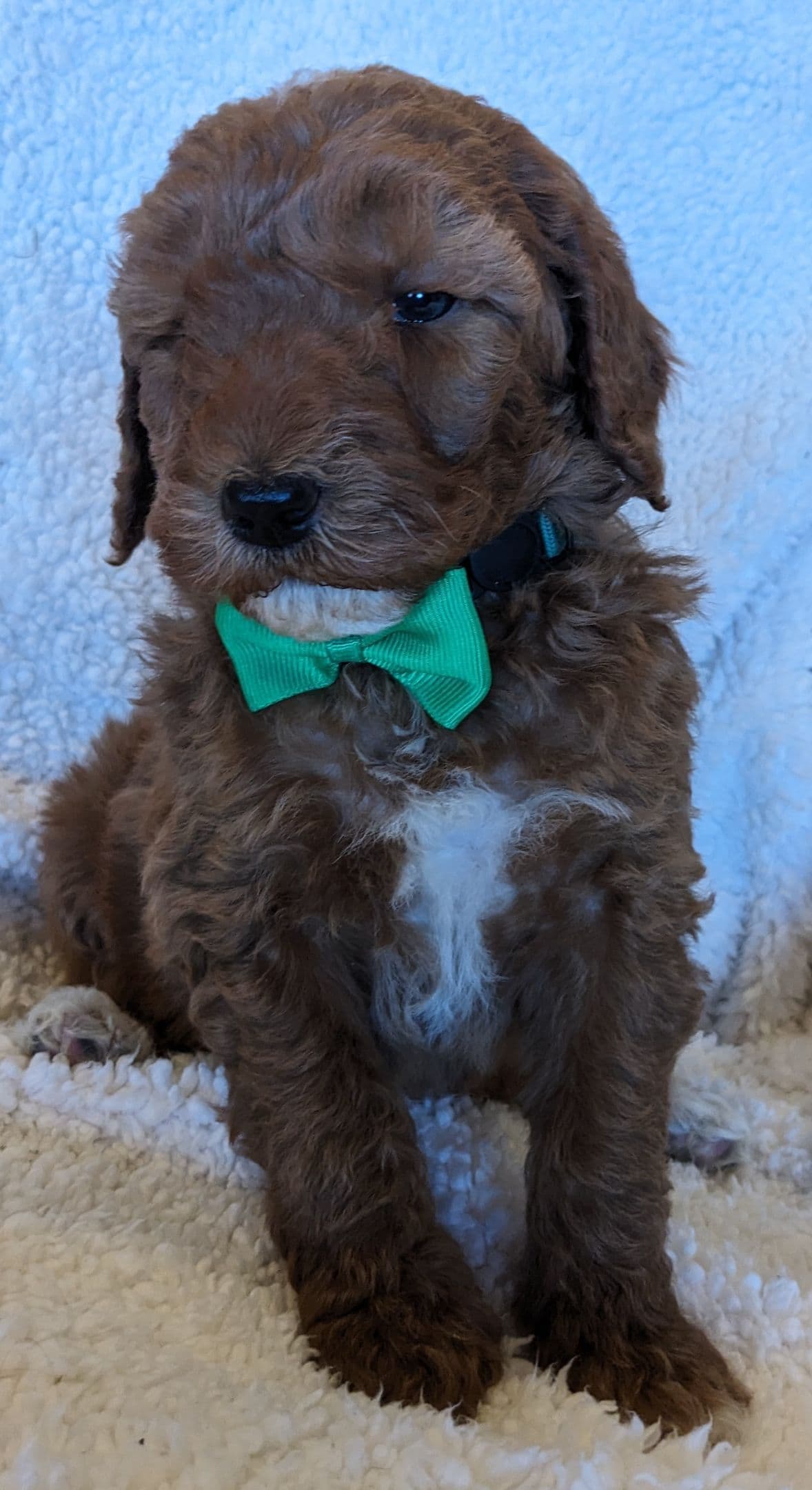 Poodle Puppies breeder image 17