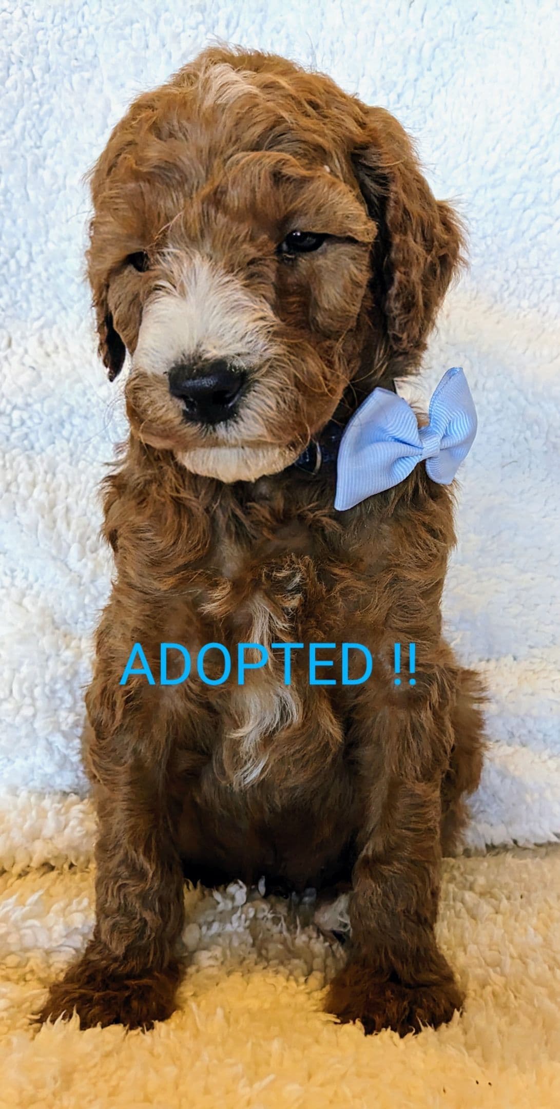 Poodle Puppies breeder image 18