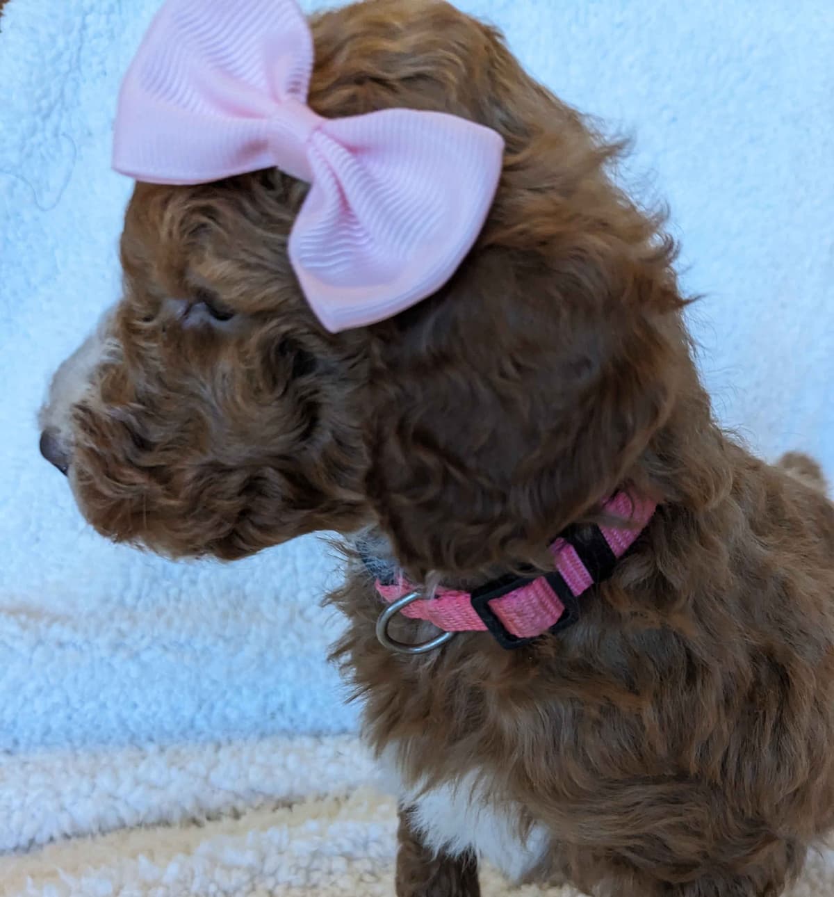 Poodle Puppies breeder image 19