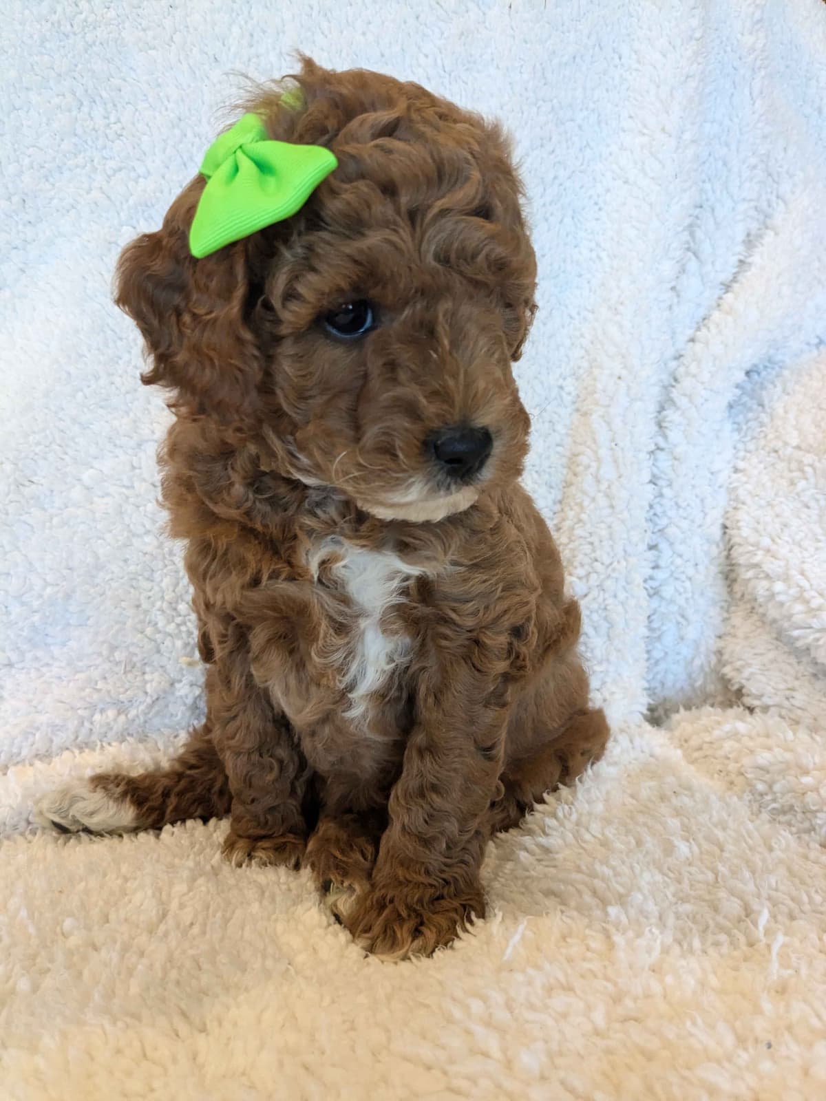 Poodle Puppies breeder image 21