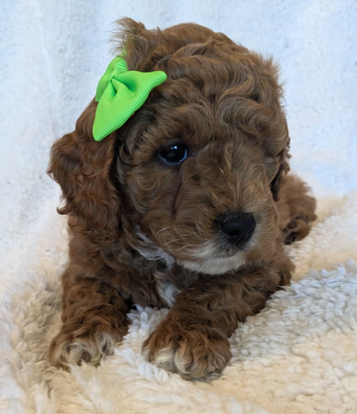 Poodle Puppies breeder image 20