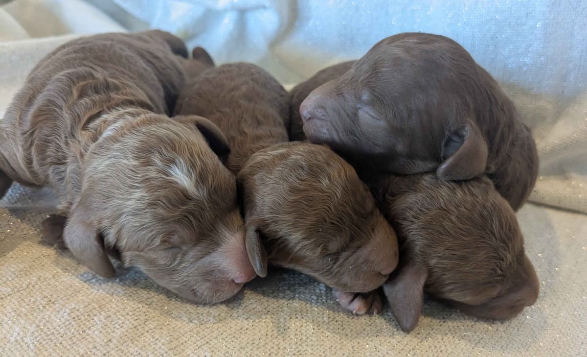 Poodle Puppies breeder image 22