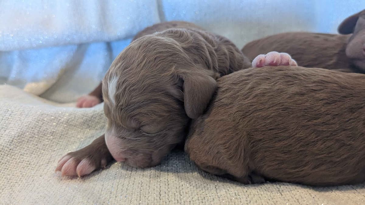 Poodle Puppies breeder image 23