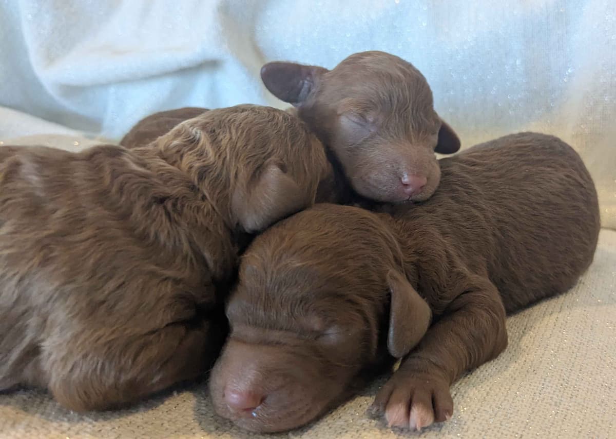 Poodle Puppies breeder image 25