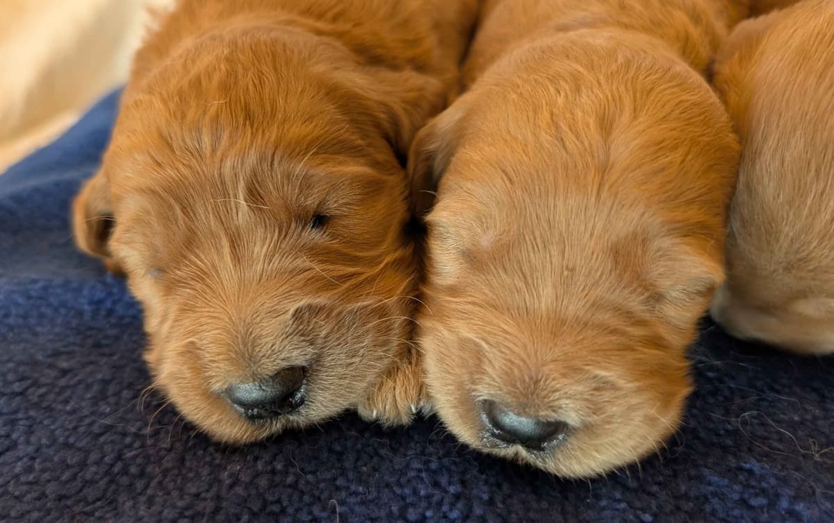 Poodle Puppies breeder image 26