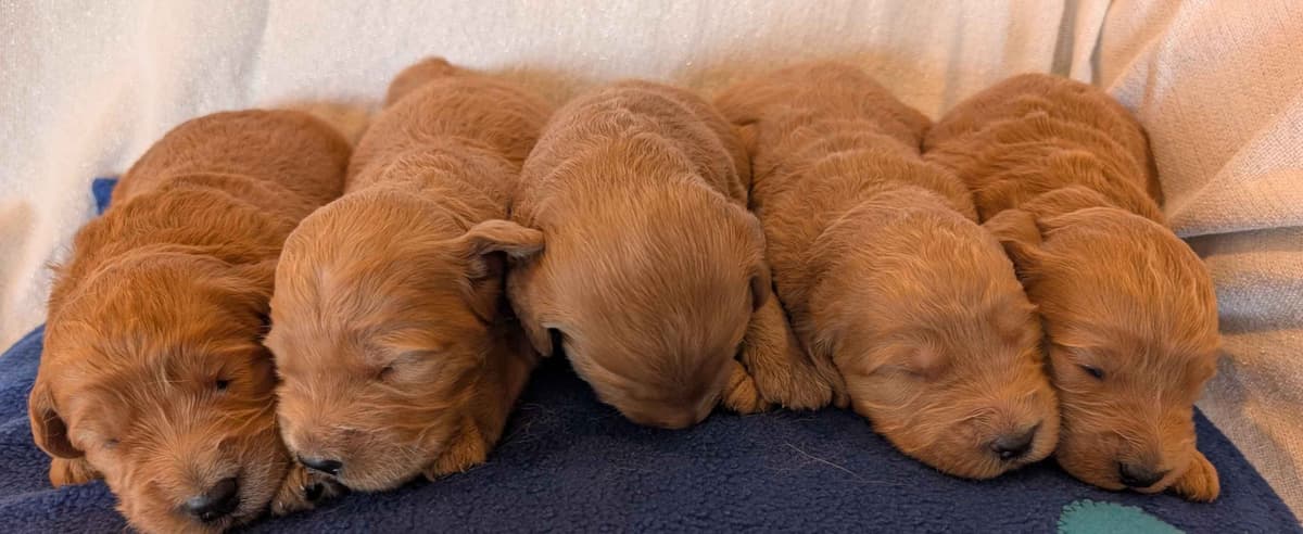 Poodle Puppies breeder image 27