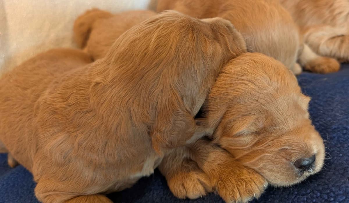 Poodle Puppies breeder image 28