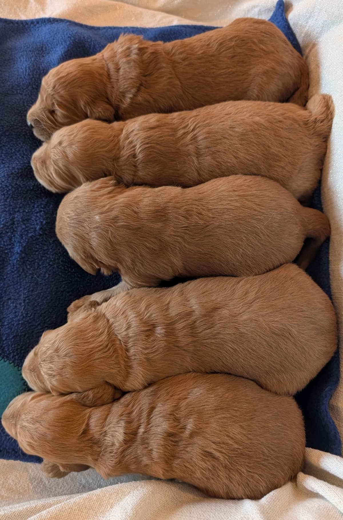 Poodle Puppies breeder image 29