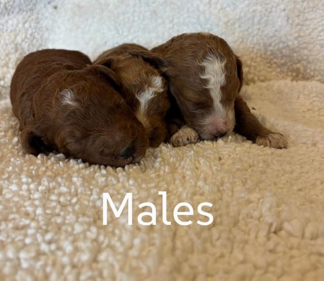 Poodle Puppies media 2