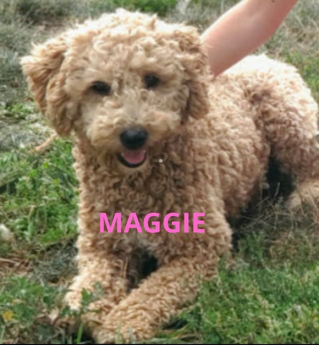 Poodle Puppies media 4