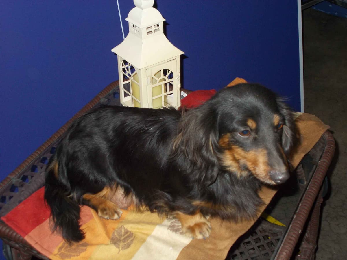 Miniature Dachshund Puppies breeder image 1