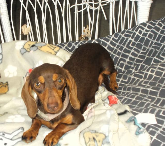 Miniature Dachshund Puppies media 9