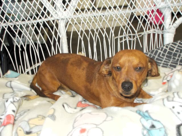 Miniature Dachshund Puppies media 10
