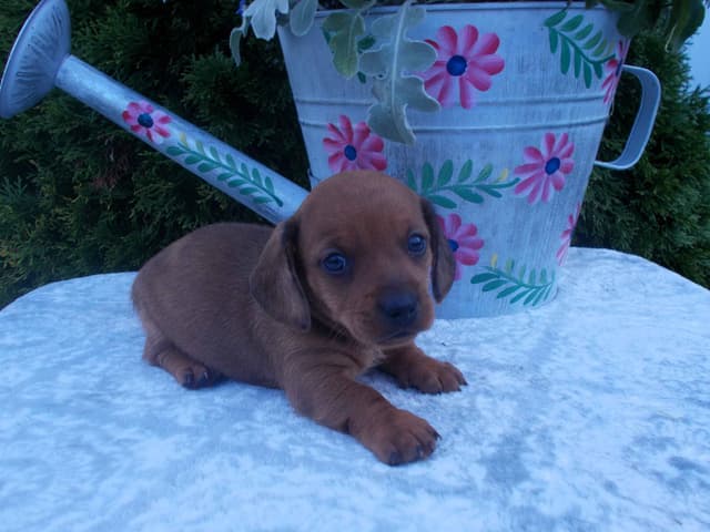 Miniature Dachshund Puppies media 6