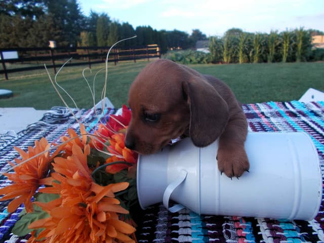 Miniature Dachshund Puppies media 5