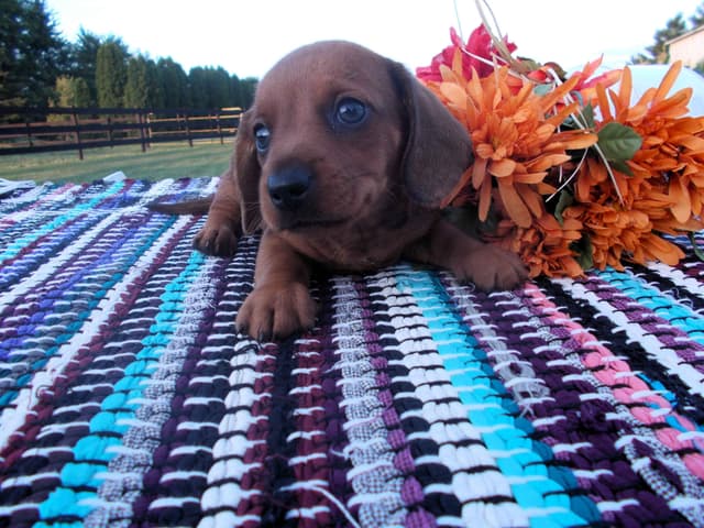 Miniature Dachshund Puppies media 4