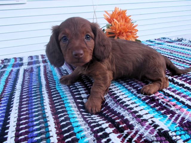 Miniature Dachshund Puppies media 8