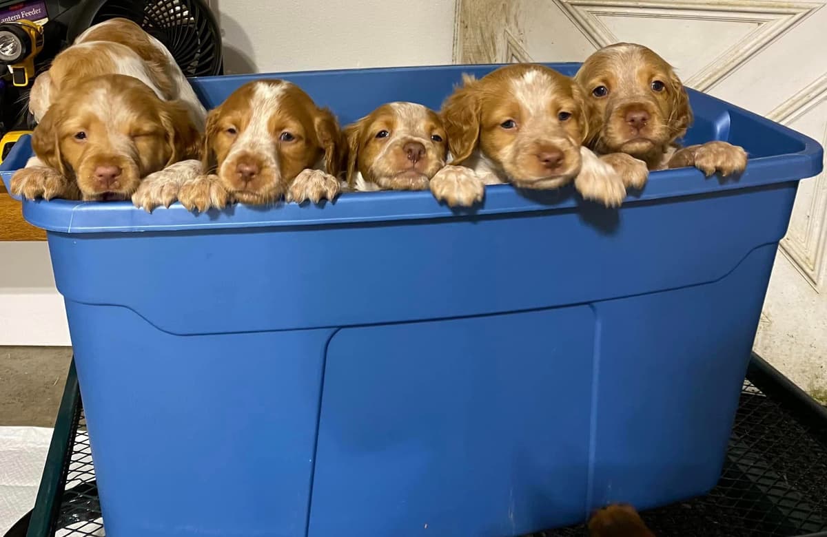 Brittany Puppies breeder image 7