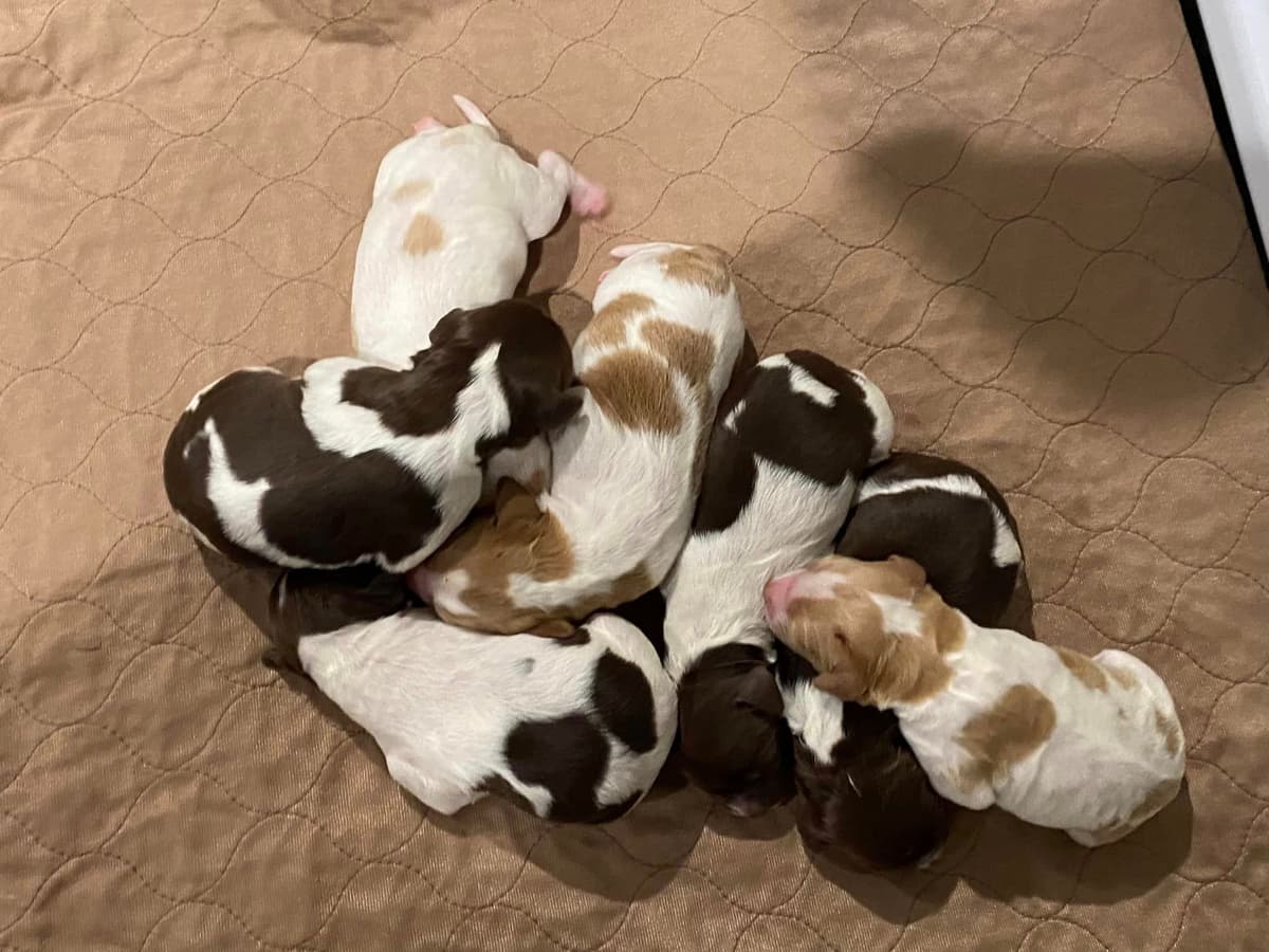 Brittany Puppies breeder image 2