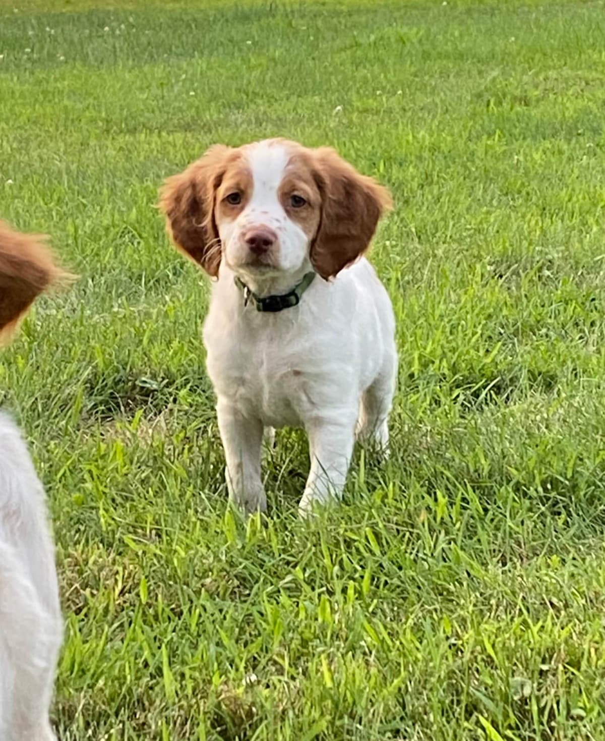 Brittany Puppies breeder image 11