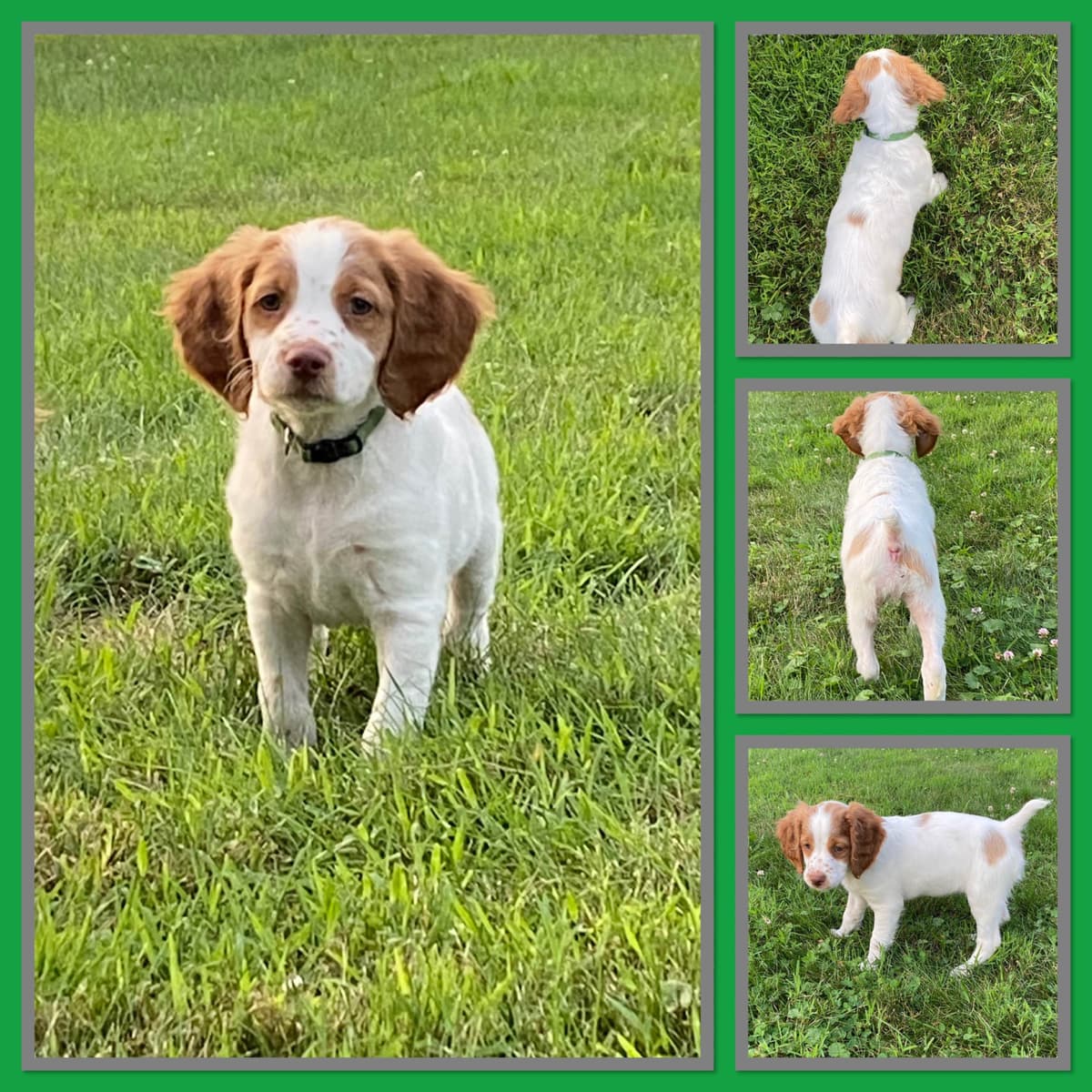 Brittany Puppies breeder image 12