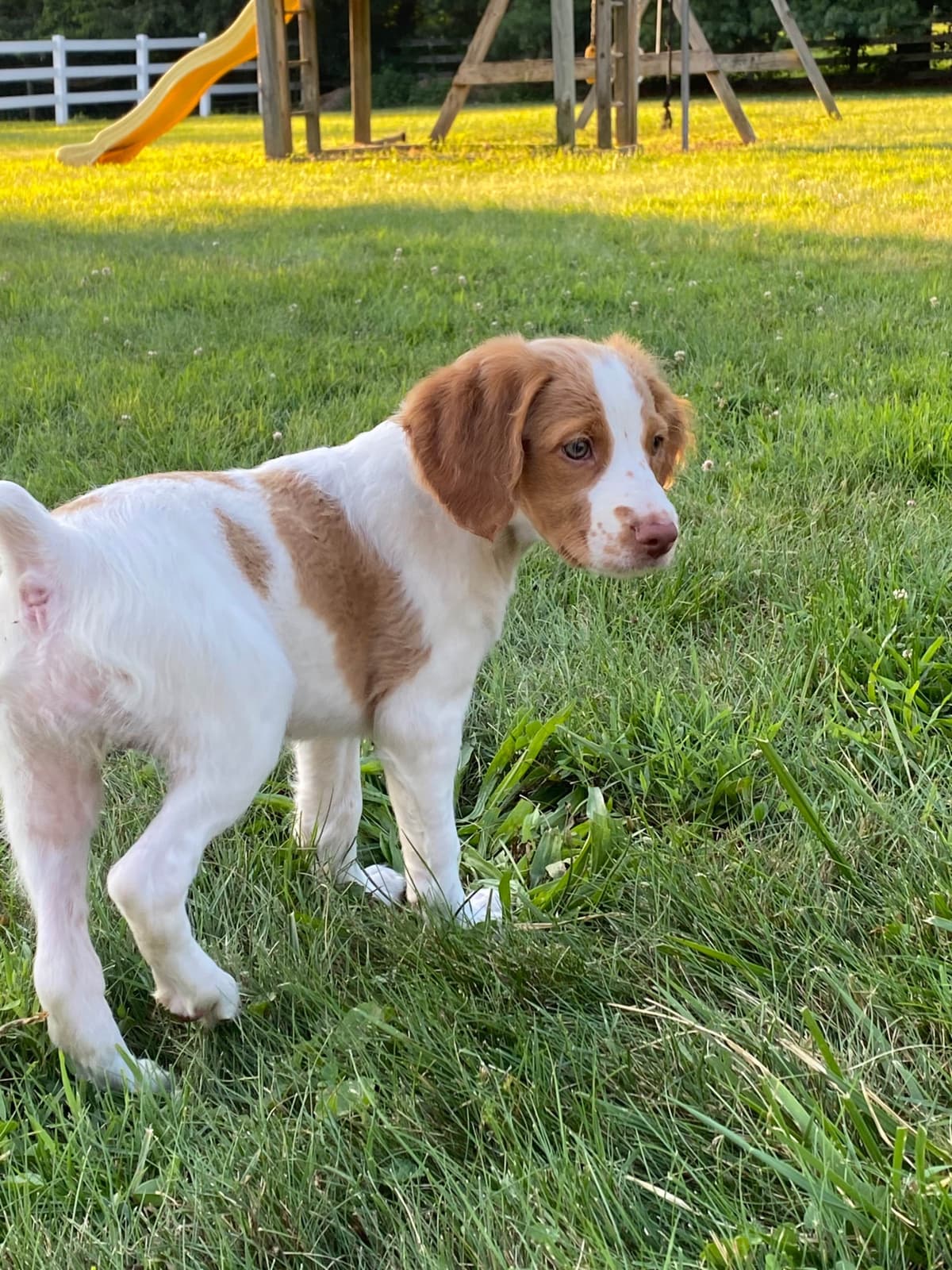 Brittany Puppies breeder image 13