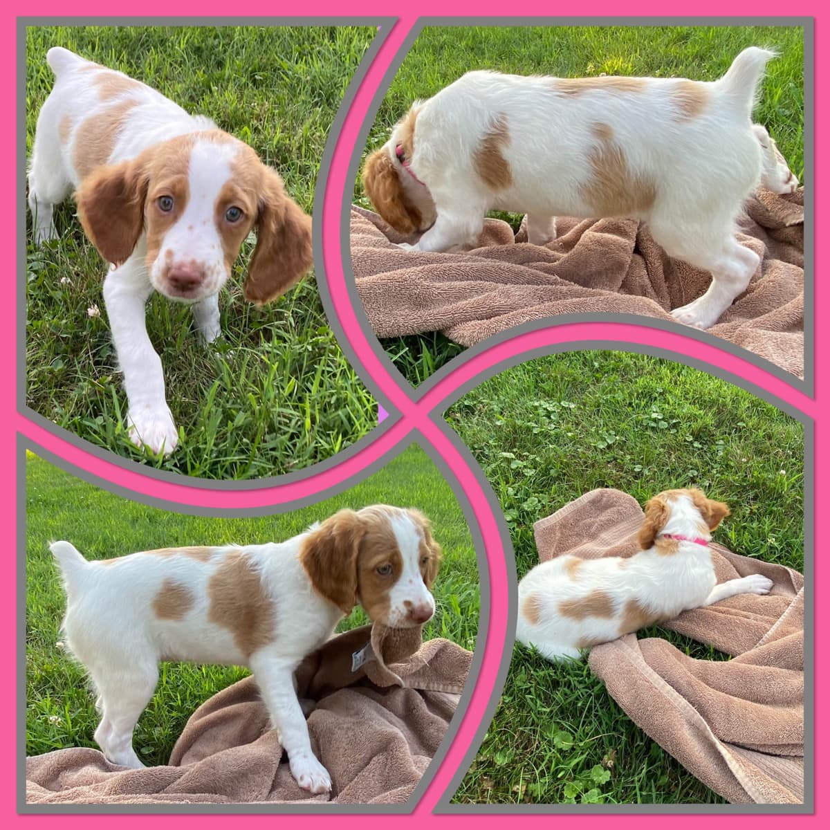 Brittany Puppies breeder image 14