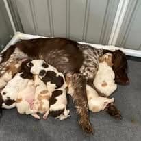 Brittany Puppies breeder image 16