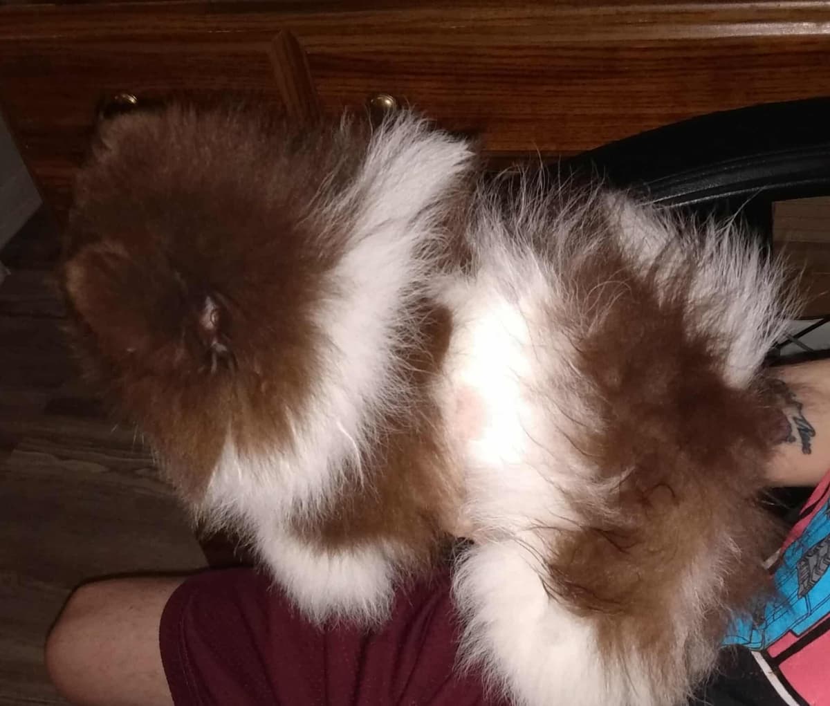 Pomeranian Puppies breeder image 2