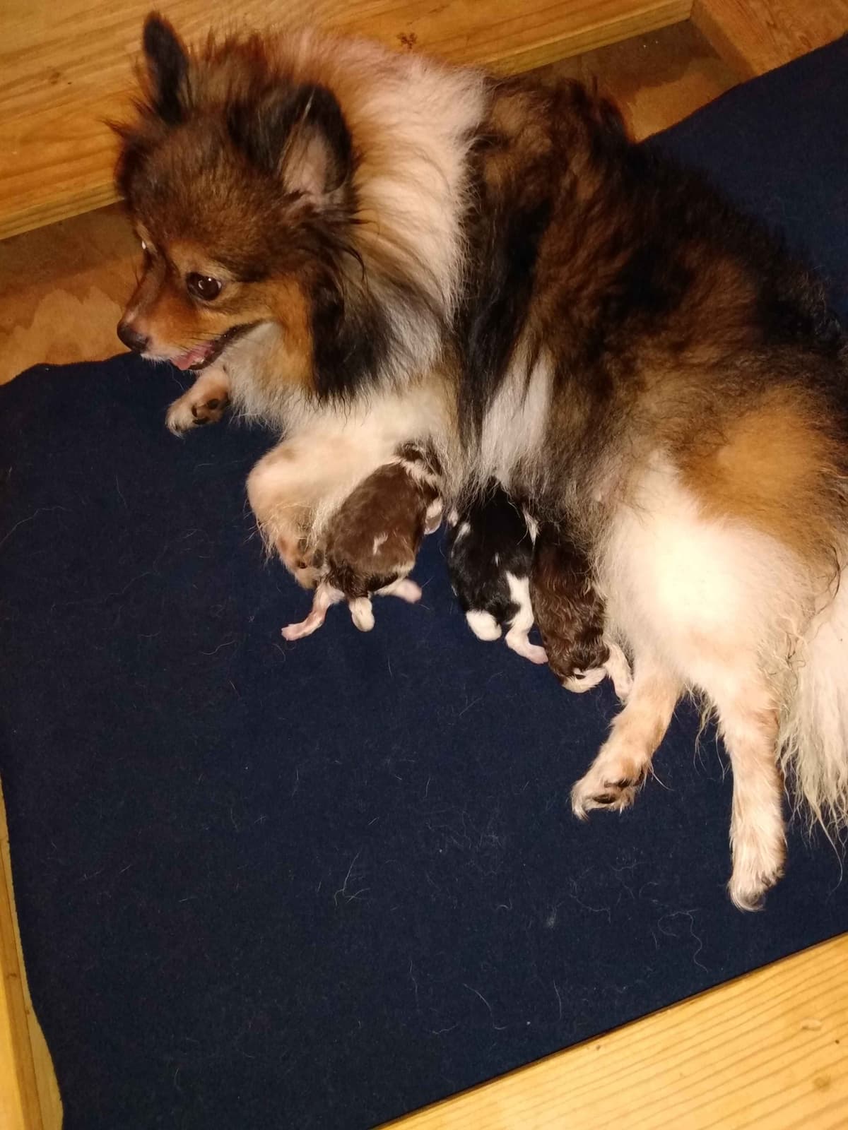 Pomeranian Puppies breeder image 5