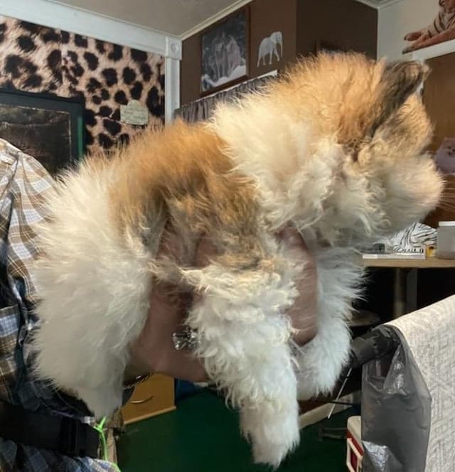 Pomeranian Puppies media 2
