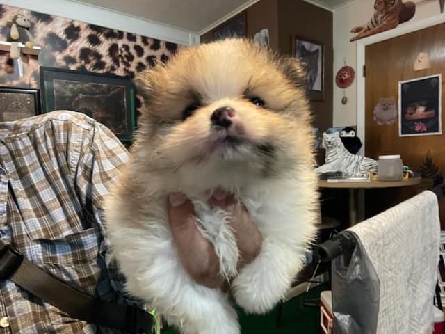 Pomeranian Puppies media 3