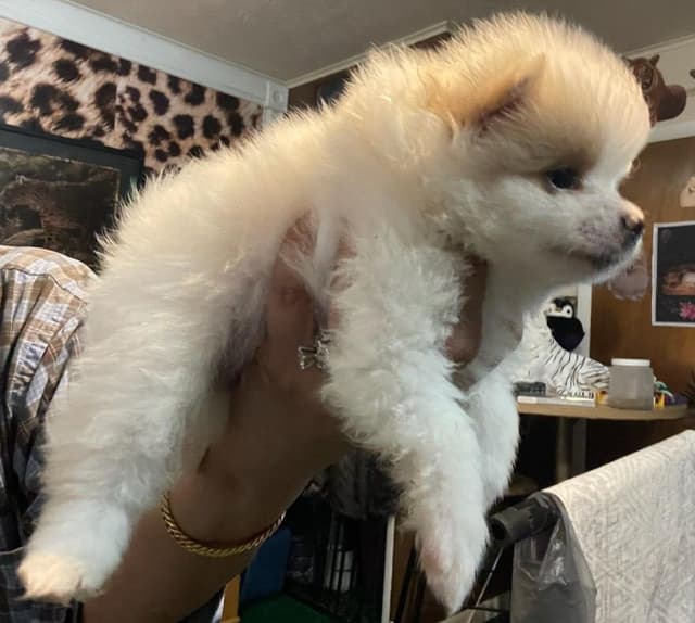 Pomeranian Puppies media 4