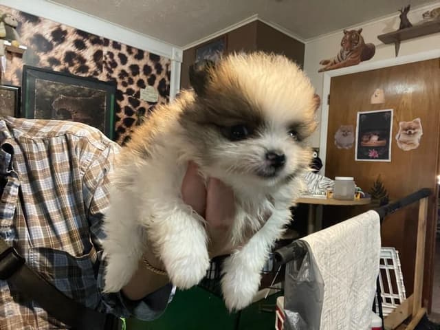 Pomeranian Puppies media 5
