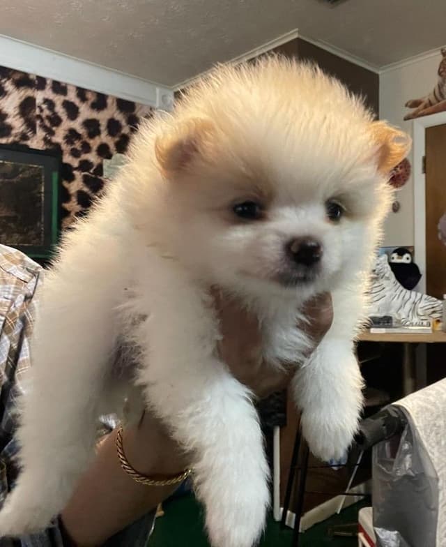 Pomeranian Puppies media 6