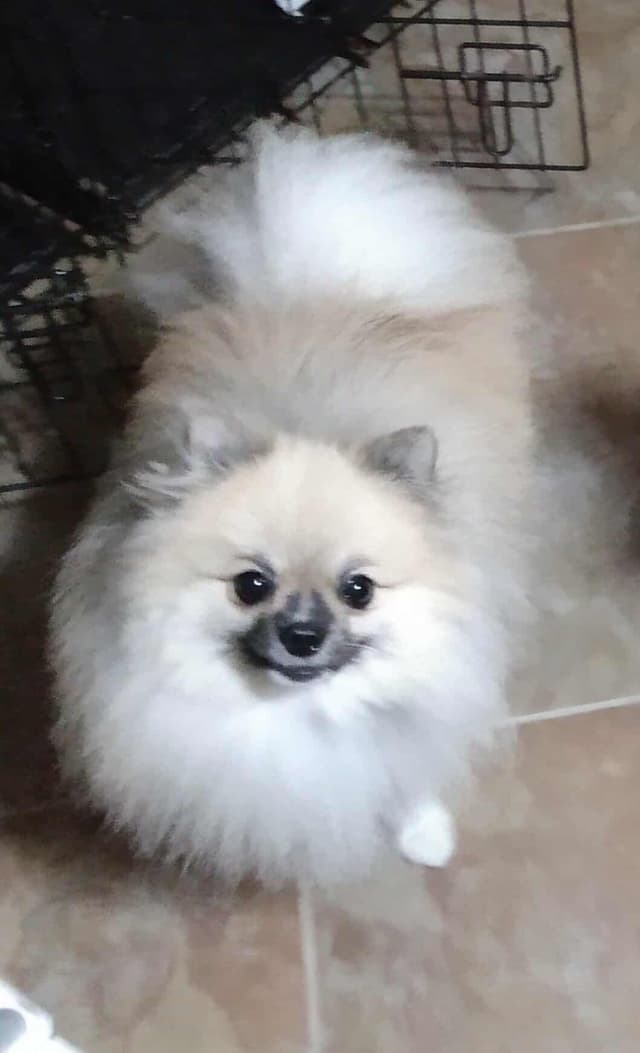 Pomeranian Puppies media 8