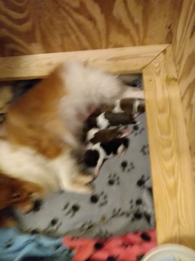 Pomeranian Puppies media 2